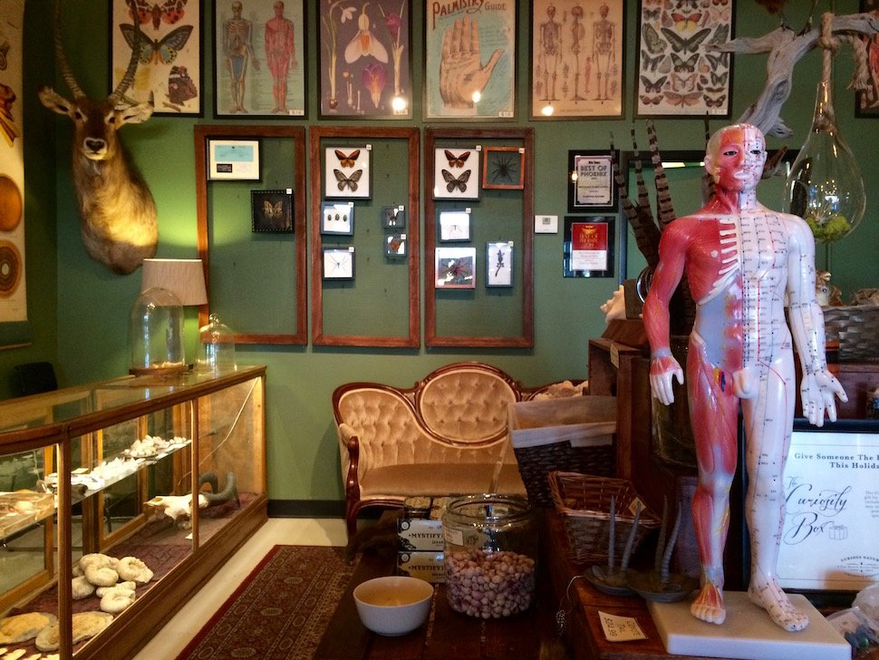 Interior of Curious Nature Phoenix showcasing taxidermy, anatomy model, and framed butterflies.