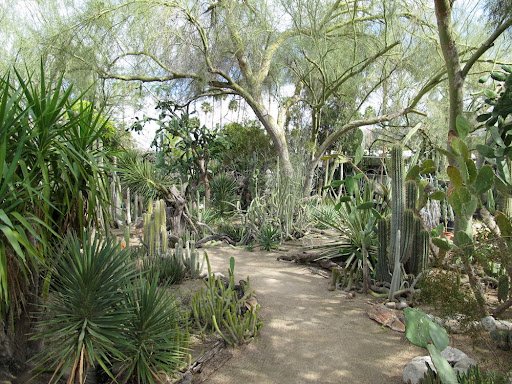 Pathway surrounded by cacti and succulents at Moorten Botanical Garden in Palm Springs