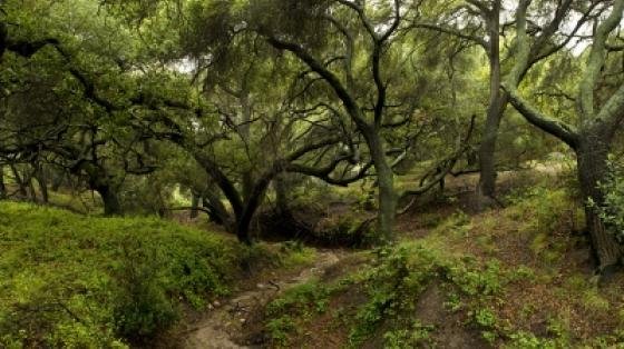 Scenic hiking trail surrounded by oak trees at Whiting Ranch Wilderness Park in Orange County.