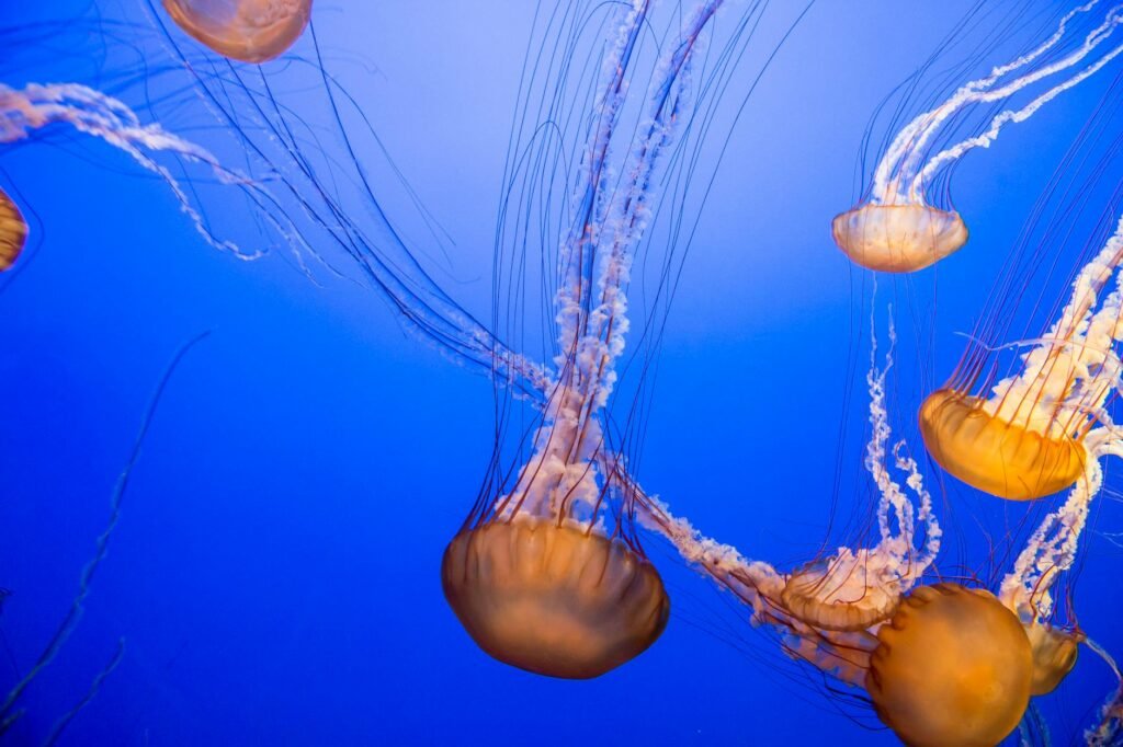 stunning cascade of jellyfish in blue waters