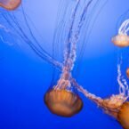 stunning cascade of jellyfish in blue waters