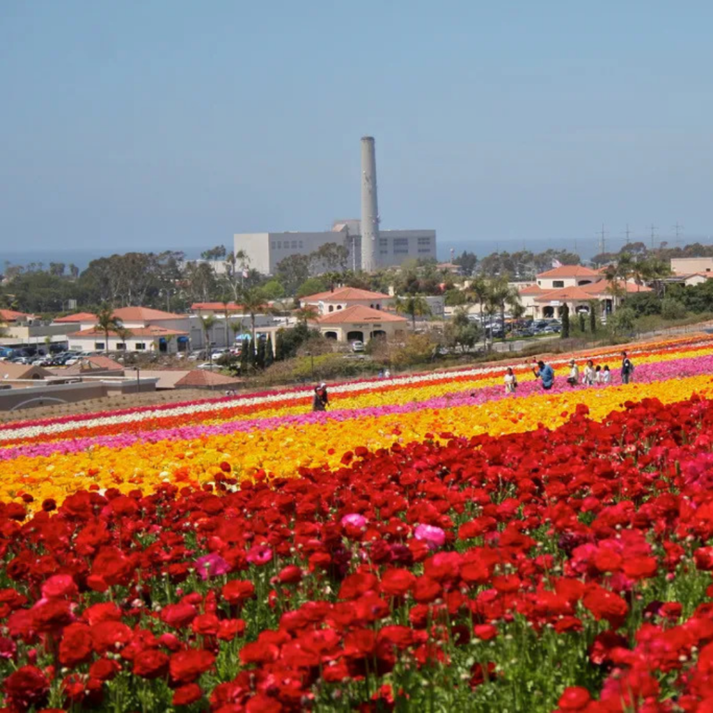 The Flower Fields in Carlsbad, California
