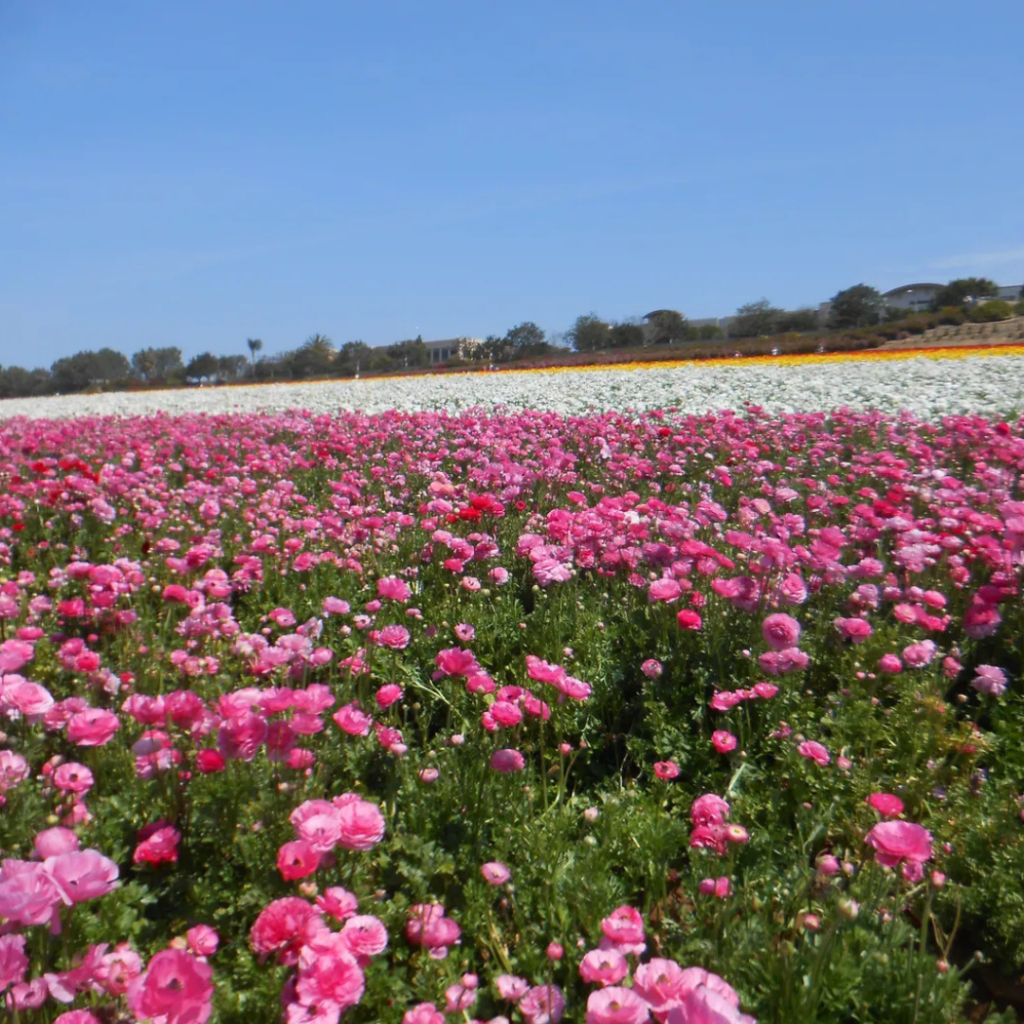 The Flower Fields in Carlsbad, California