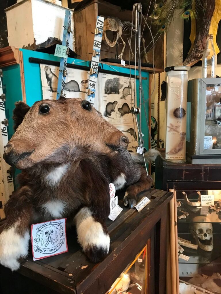 Woolly Mammoth Antiques and Oddities in Chicago, Illinois