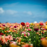 The Flower Fields