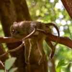 selective focus photography of sleeping monkey on branch