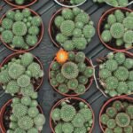 top view of various potted cacti