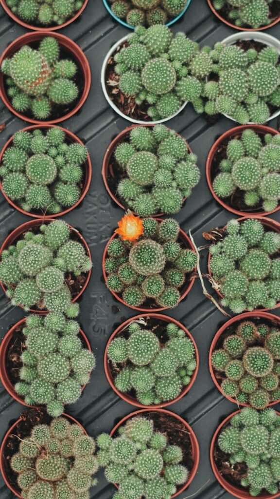 top view of various potted cacti