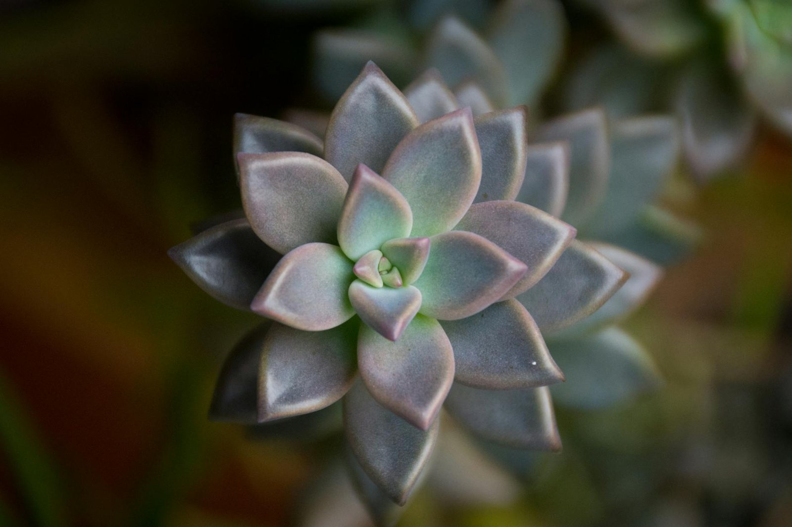 close up of flower