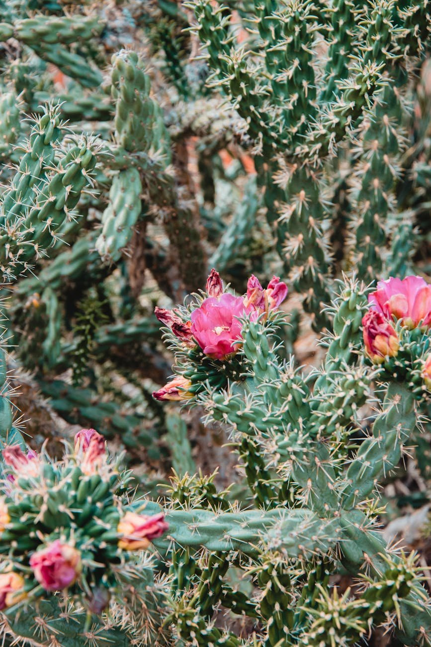 photo of cacti