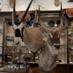 The Evolution Store NYC