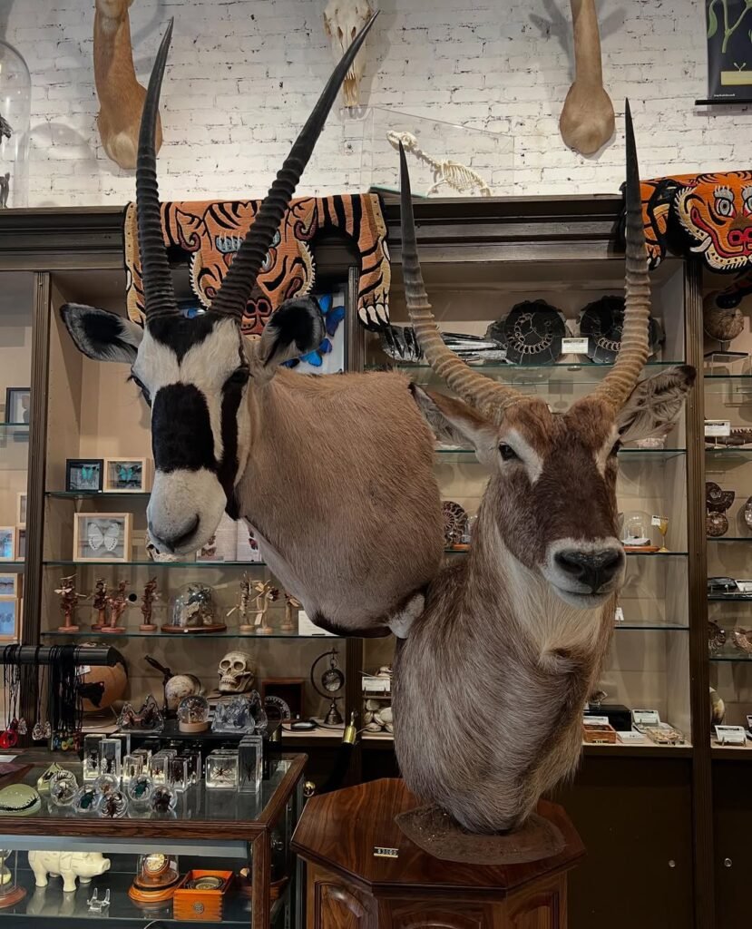 The Evolution Store NYC