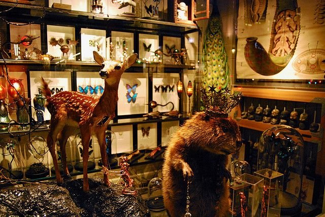 Taxidermy fawn and crowned beaver surrounded by framed butterflies, peacock feathers, and oddities at Gold Bug Pasadena curiosity shop.