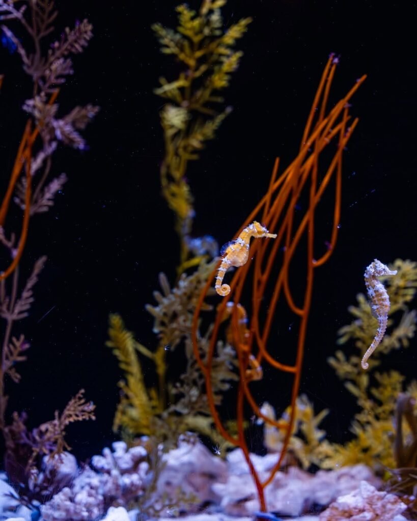 Two seahorses drifting among sea plants at the Birch Aquarium Seahorse Exhibit