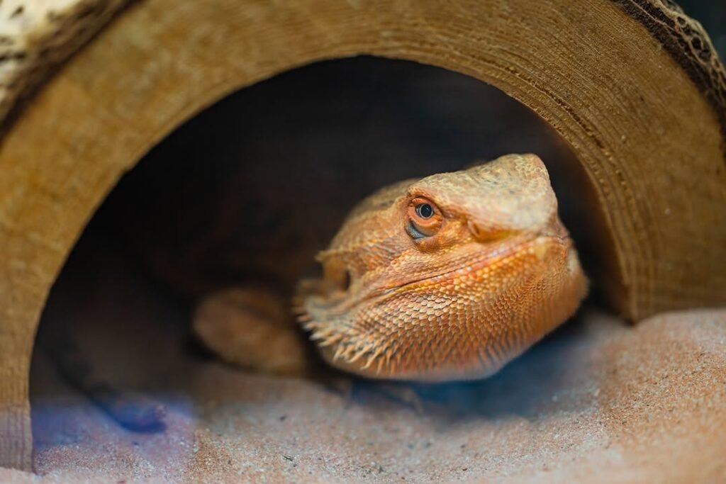 Bearded dragon resting inside a wooden hide at Birch Aquarium’s education center