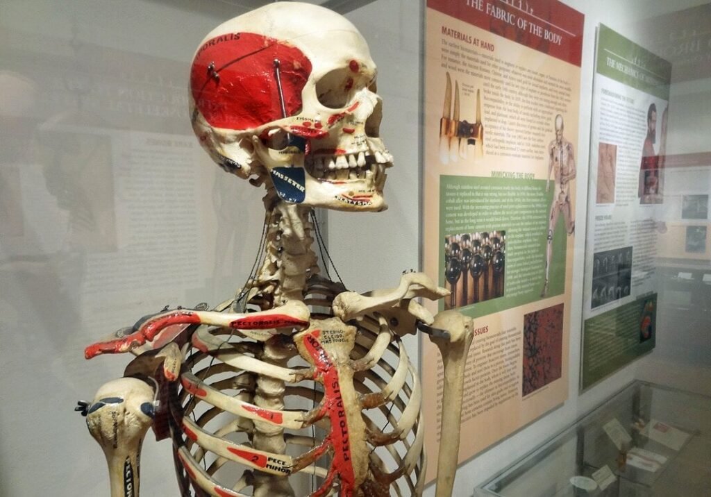 Annotated skeleton model at the Surgical Science Museum Chicago