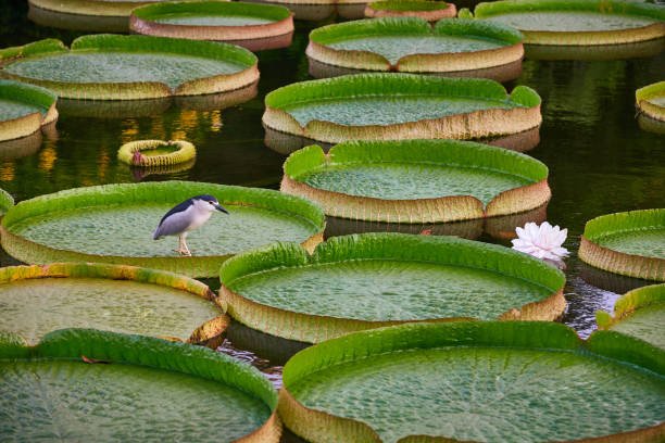 Night heron on giant water-lily pads in Balboa Park Lily Pond