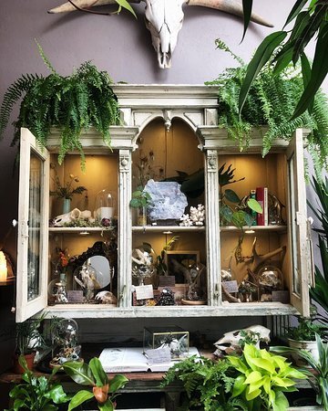 Interior view of The Terrorium Shop featuring black metal shelves filled with potted plants, glass domes holding small skulls and pinned insects, and cascading hanging greenery.