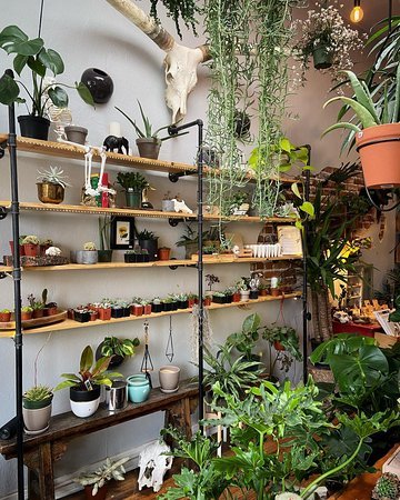 A vintage wooden cabinet inside The Terrorium Shop, stocked with terrariums, crystals, and natural curios beneath a mounted animal skull and flanked by lush ferns.