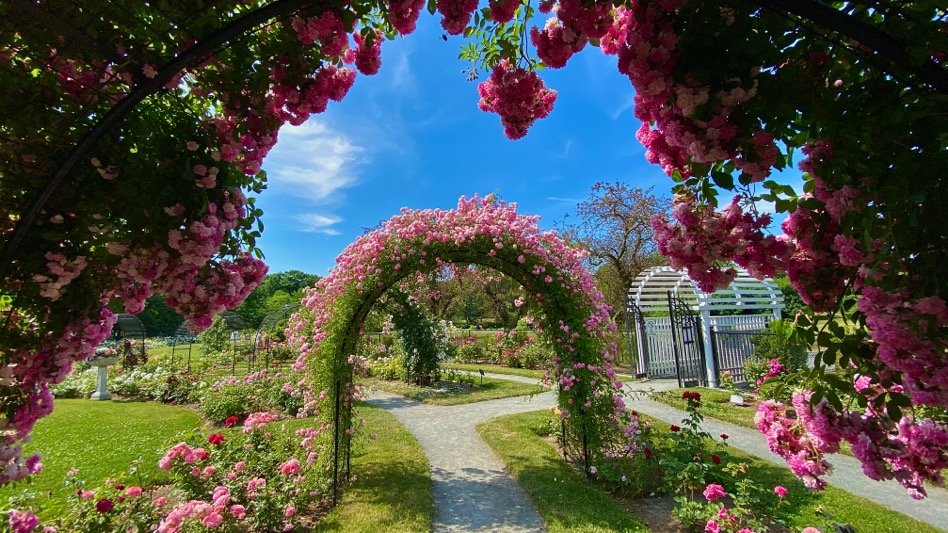 View through a flowering pink rose arch onto winding paths and blooming beds at Kelleher Rose Garden Boston