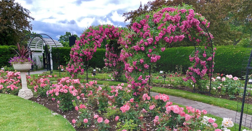 Rows of pink rose bushes and a white urn planter by a wrought-iron rose arch at Kelleher Rose Garden in Boston’s Back Bay