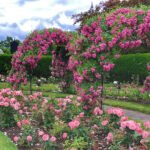 Rows of pink rose bushes and a white urn planter by a wrought-iron rose arch at Kelleher Rose Garden in Boston’s Back Bay