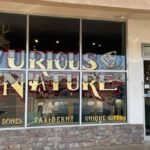 Exterior view of Curious Nature Phoenix with large window sign advertising taxidermy, skulls, and unique gifts.