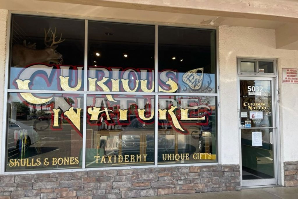 Exterior view of Curious Nature Phoenix with large window sign advertising taxidermy, skulls, and unique gifts.