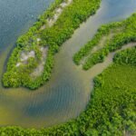 Aerial view of mangrove forests and winding waterways near Miami, perfect for mangrove kayaking adventures.
